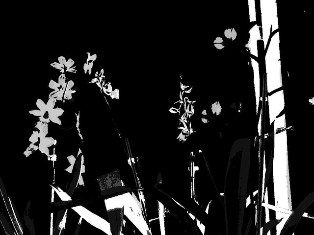 orchidposterizedillustration.jpg