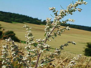 mugwort picture.jpg