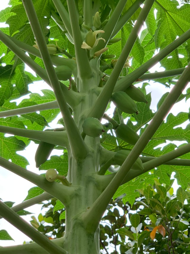 fruit23.jpg