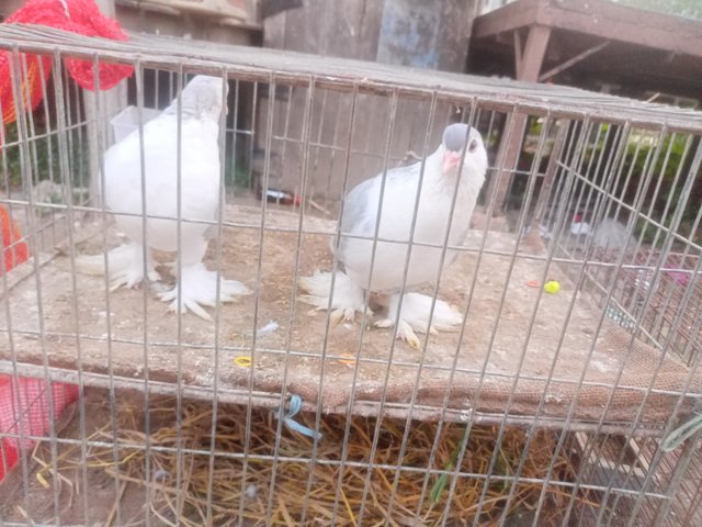 IMG20250613185040.jpg