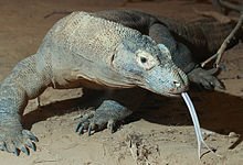 220px-Komodo_dragon_with_tongue.jpg