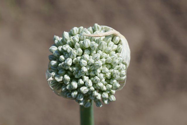 Open onion inflorescences