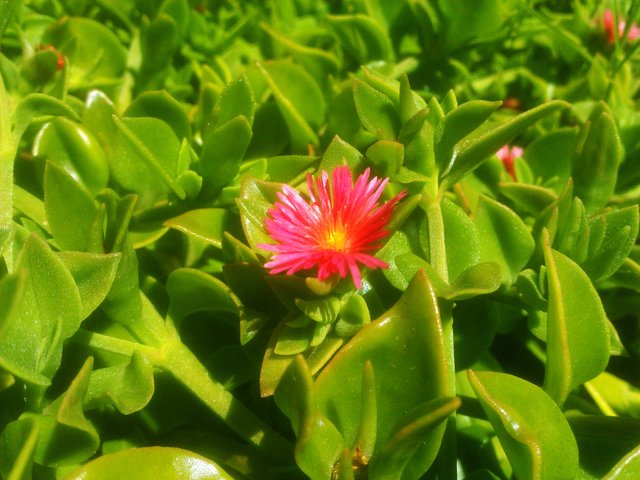 Aptenia_cordifolia.baby_sun_rose.3264x2448.en.jpg