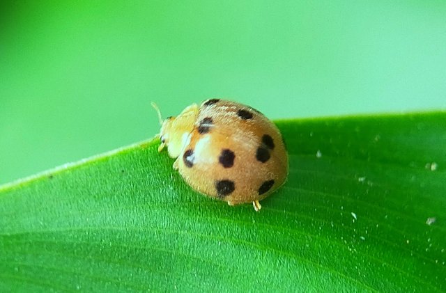 Yellow Ladybug (3).jpg