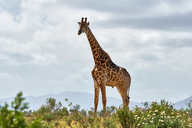 giraffe-6271050_1280.jpg