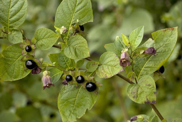 Belladonna-nightshade-leaves-berries-alkaloids-humans.jpg