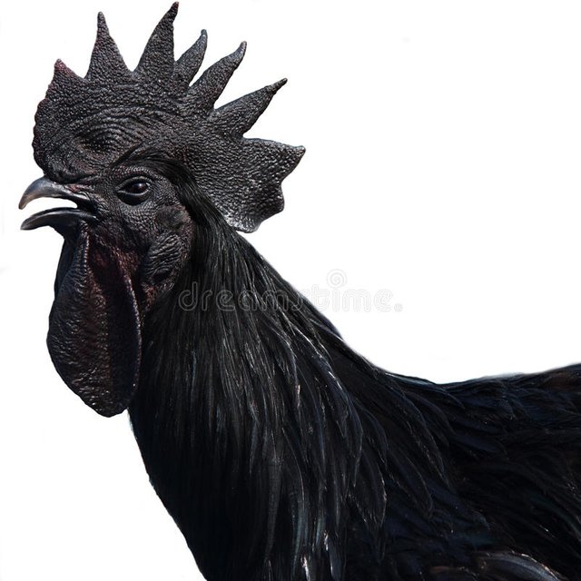 gallo2.jpg