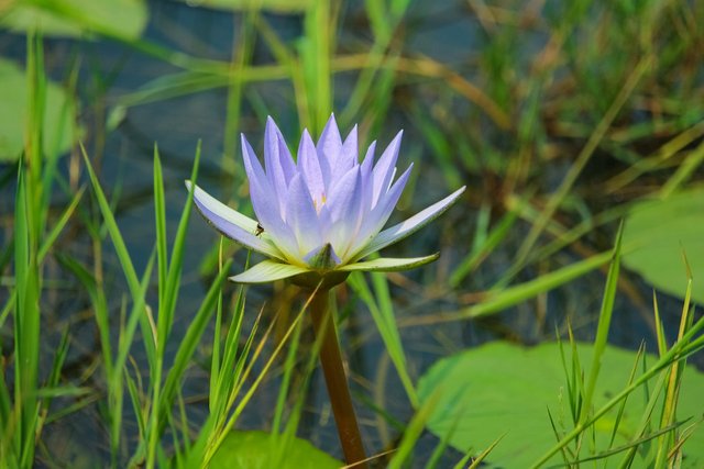 water-lily-3830511_1280.jpg