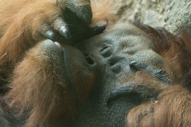 2018-06-29-HOUSTON_ZOO_Orangutans-6.jpg