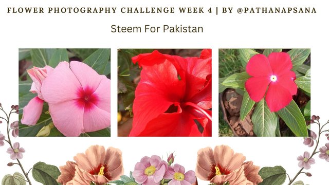 Flower Photography Challenge Week 4  by @pathanapsana.jpg