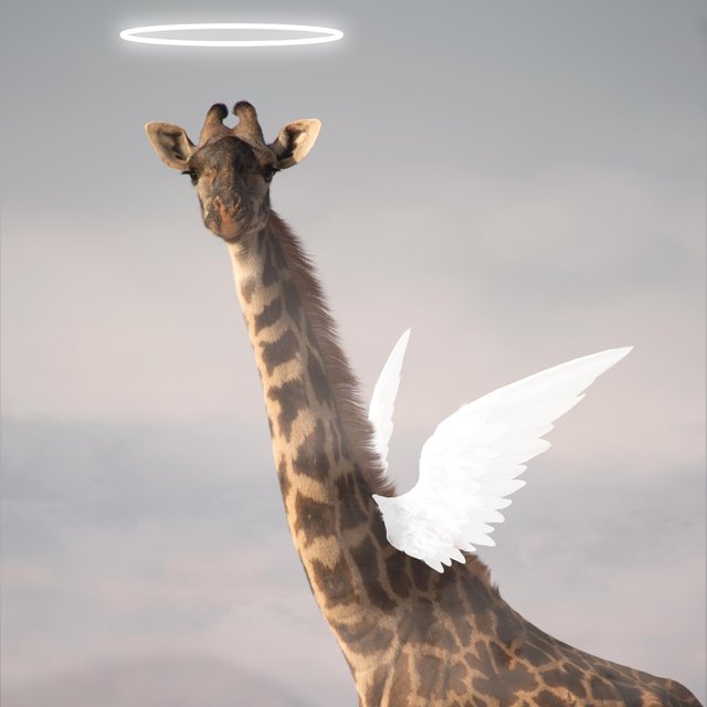 halo-Giraffe.jpg