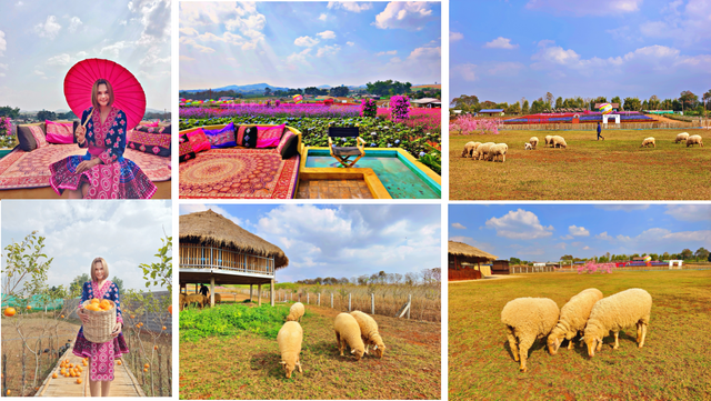 Blooming Beauty & Fluffy Friends at Moriyah 🐑🌿