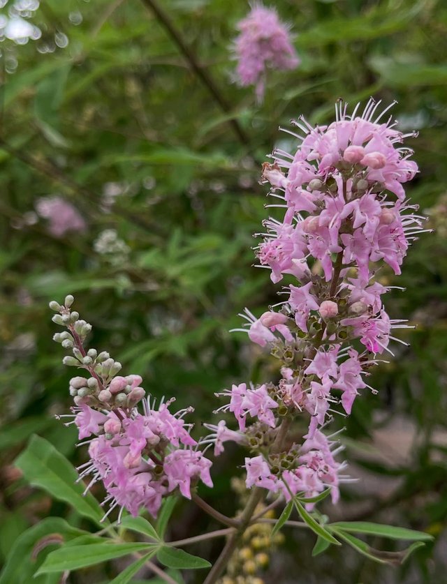 IMG_20250824_185857.jpg