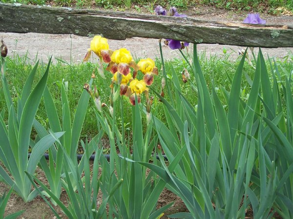 7th Section - yellow iris crop May 2015.jpg