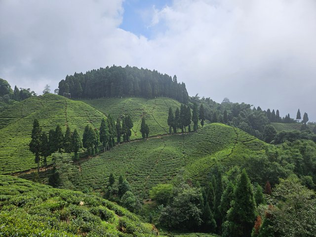 Mirik Tea Garden.jpg