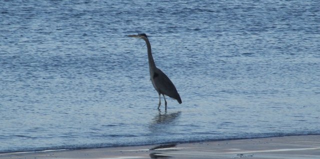 298-New-Heron-140807a.jpg