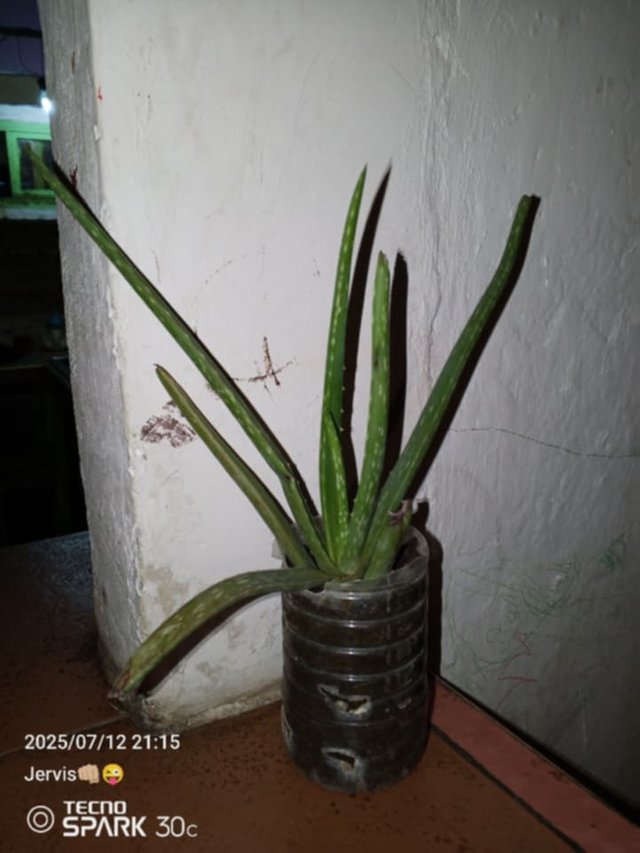 p1.jpg