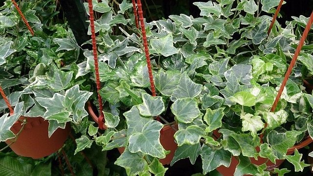 English_Ivy_(Hedera_helix).jpg