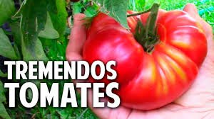 Tremendos Tomates.jpg