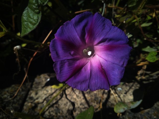 фіолетова квітка для колор палет1.jpg