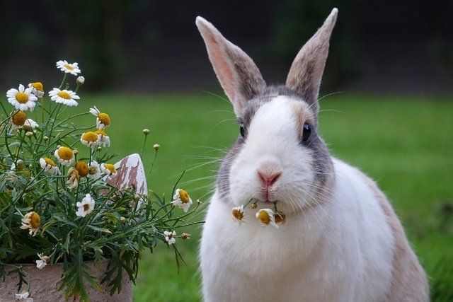 rabbit-with-ears-pointing-outward.jpg