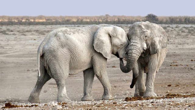 elephants-1170108_1280.jpg