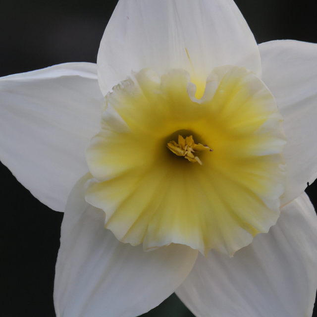 daffodil-flower-white-image.png