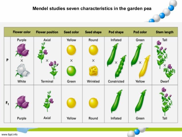 biology-all-about-genetics-7-638.jpg