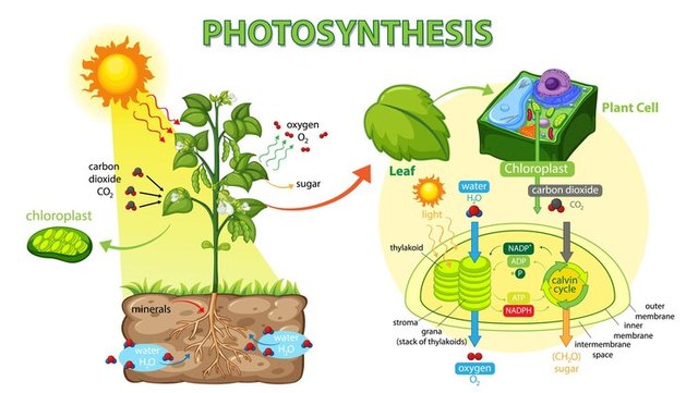 diagram-showing-process-photosynthesis-plant_1308-73513.jpg