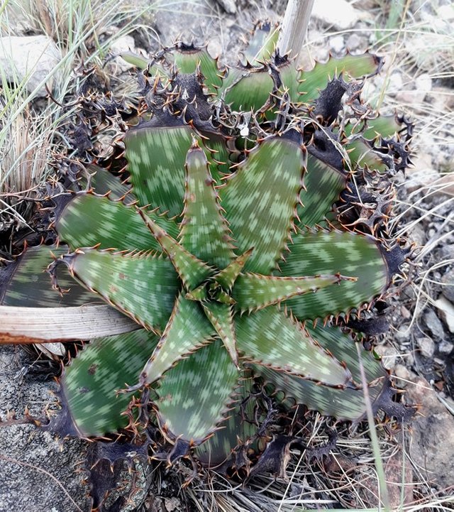 Aloe zebrina November.jpg