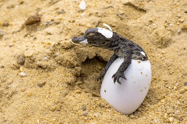 do-alligators-lay-eggs-1.jpg