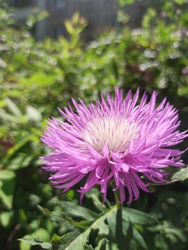 IMG_20250616_144451.jpg
