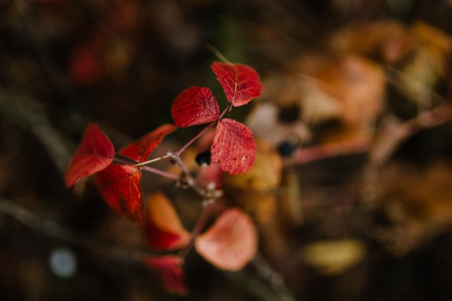 kaboompics_Forest fruit - autumn leaves.jpg