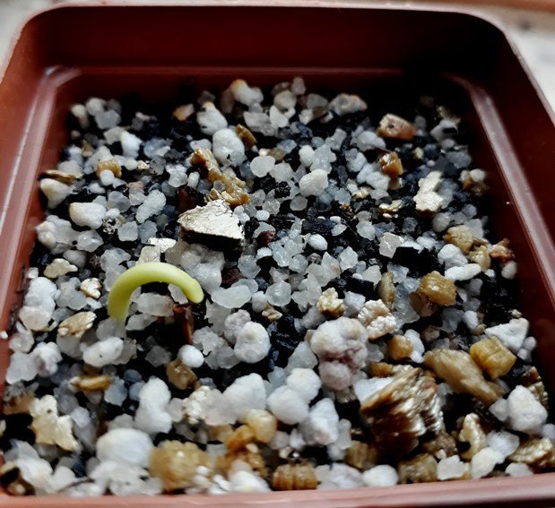 hoodia sprout.jpg
