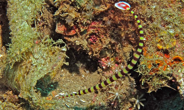 Ringed_Pipefish_(Doryrhamphus_dactyliophorus)_(6053395518).jpg