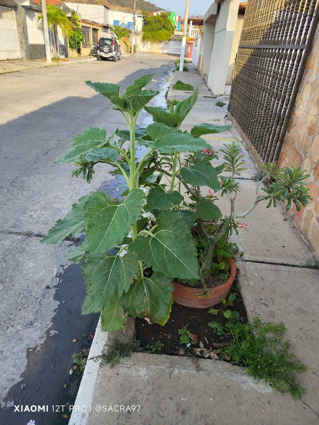 Sin título-3.jpg
