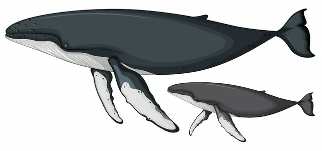 ballena-jorobada-sobre-fondo-blanco_1308-24251.webp