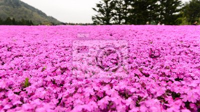 japonia-shibazakura-mchu-rozowe-kwiaty-ogrodowe-w-kawaguchiko-mount-fuji-japonia-400-72744768.jpg