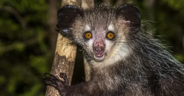 Weirdest-Animal_-Aye-aye-1024x535.png