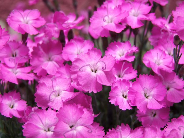 kahori-carnations-6356574.jpg