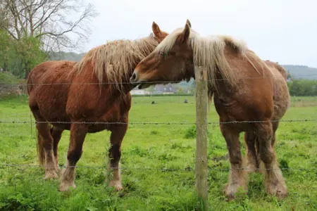 percheron-horses-641188386-5abd0ac7ae9ab80037eca77d.jpg