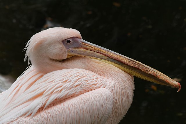 pelican-7551248_1280.jpg