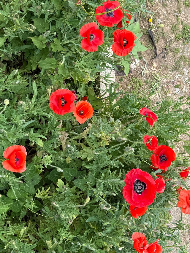IMG_1487.jpeg