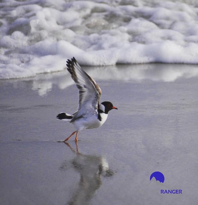 Hooded Plover.jpg