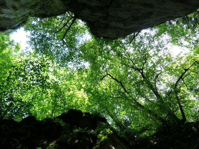 canopy-167476_1280.jpg