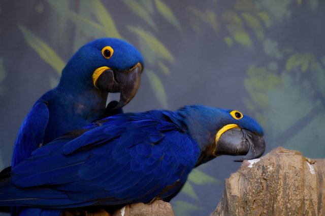 hyacinth-macaw-5544113_1280.jpg