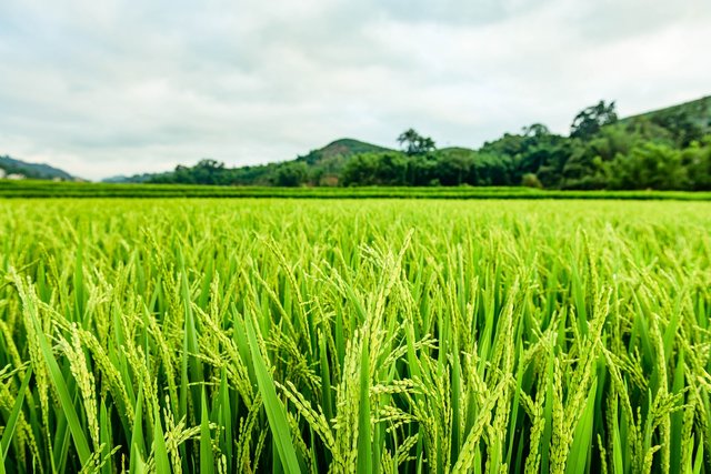 paddy-field-6281737_1280.jpg