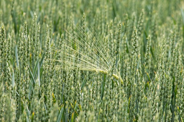 wheat-797086_1280.jpg