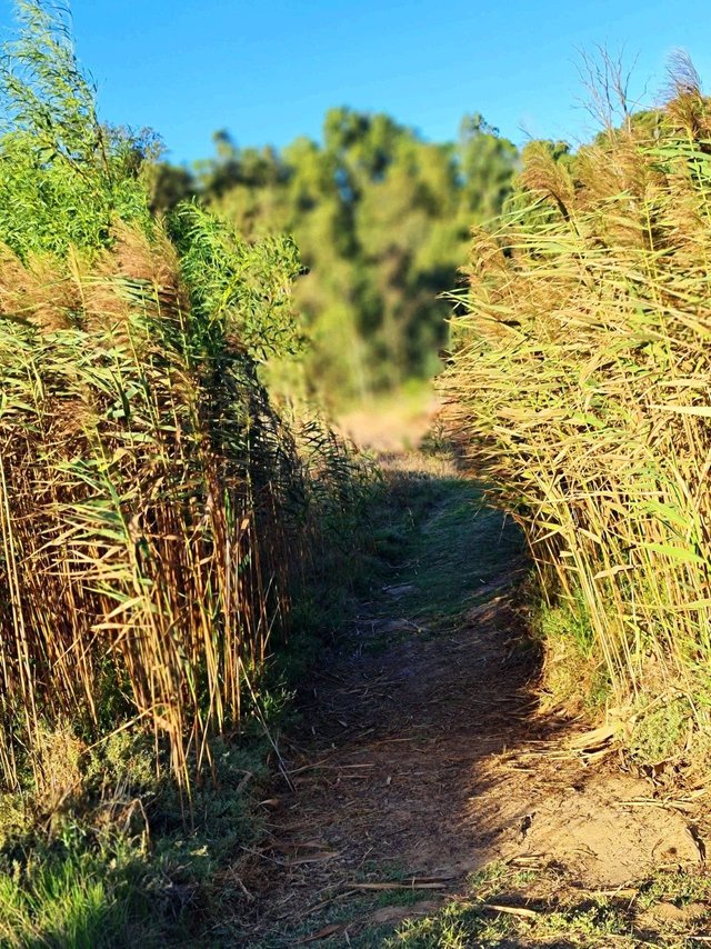 path.jpeg