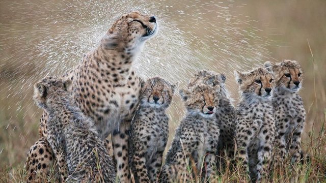 ww-wild-cats-cheetahs.adapt.945.1.jpg